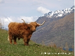 ハイランド牛（ニュージーランド）