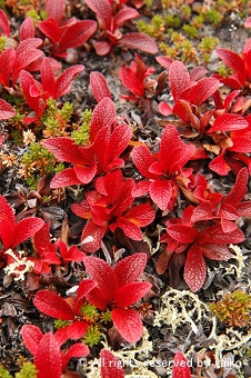 Earth color1