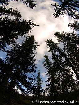 Nature3